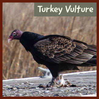 Turkey Vulture